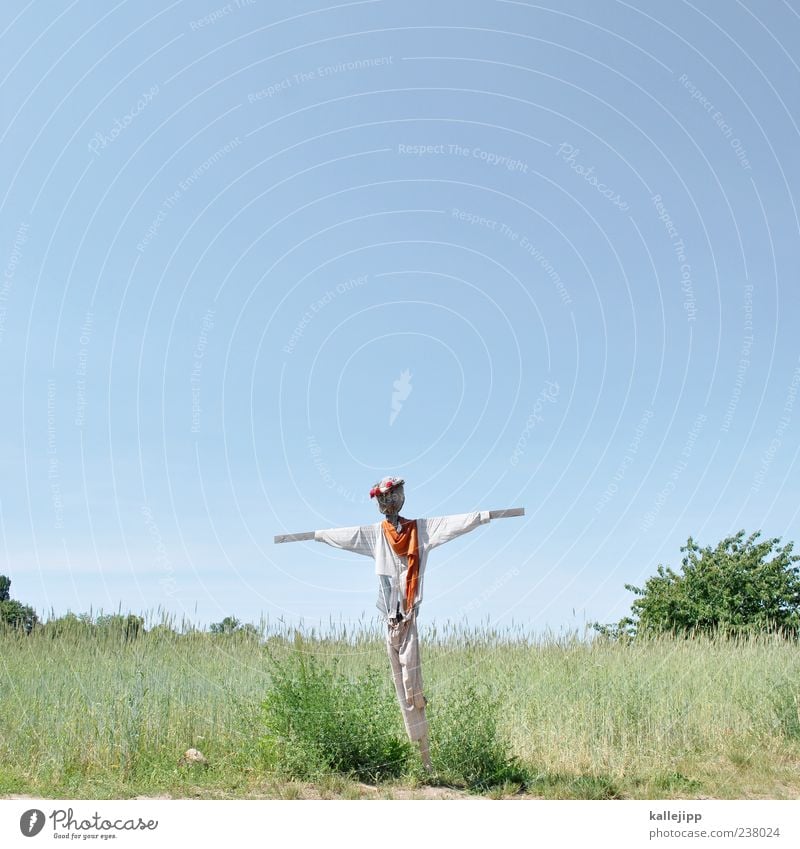 landarbeiter Landwirtschaft Forstwirtschaft Umwelt Natur Landschaft Himmel Wolkenloser Himmel Sommer Schönes Wetter Gras Grünpflanze Nutzpflanze Wiese Feld