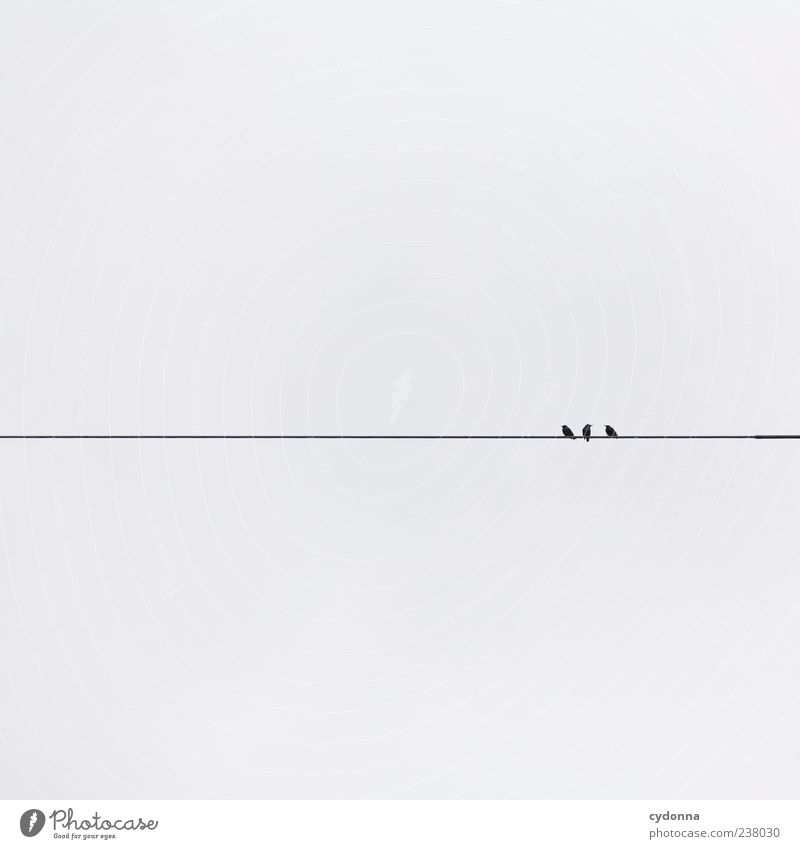 DREI ruhig Freiheit Umwelt Natur Himmel Wolken Vogel 3 Tier ästhetisch einzigartig Linie Hochspannungsleitung minimalistisch graphisch Farbfoto Außenaufnahme