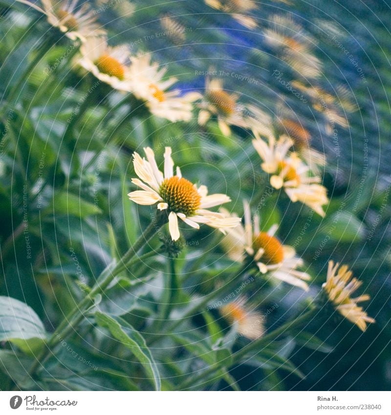 Margariten Natur Pflanze Sommer Blume Blüte Blühend mehrfarbig Sommerblumen Quadrat Farbfoto Außenaufnahme Menschenleer Sonnenlicht Schwache Tiefenschärfe