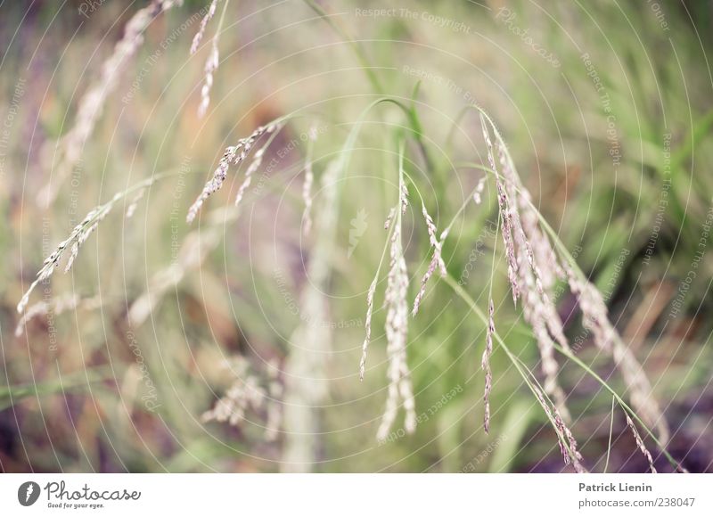 Grasgeflüster Umwelt Natur Pflanze Blüte Grünpflanze Wildpflanze Wiese Farbfoto Außenaufnahme Nahaufnahme Detailaufnahme Tag Licht Unschärfe