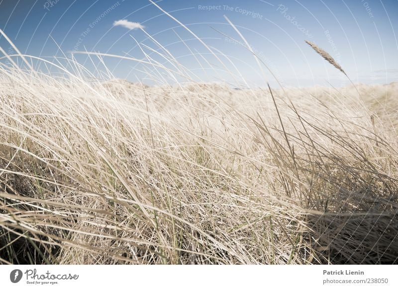 Träum ich schon Freizeit & Hobby Ferien & Urlaub & Reisen Tourismus Ausflug Freiheit Umwelt Natur Landschaft Pflanze Urelemente Luft Wetter Schönes Wetter Wind