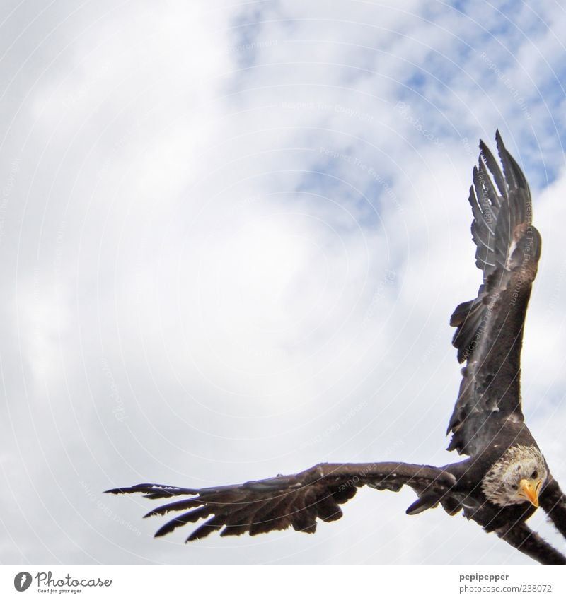 rechter winkel Jagd Sommer Natur Himmel Wolken Tier Wildtier Vogel Tiergesicht Flügel 1 fliegen Aggression ästhetisch Jäger Farbfoto Außenaufnahme