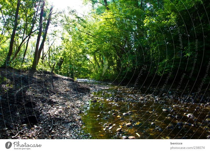 der Bach Wald Wasser Baum Licht grün Natur Menschenleer Stein Sonnenlicht Umwelt Blatt