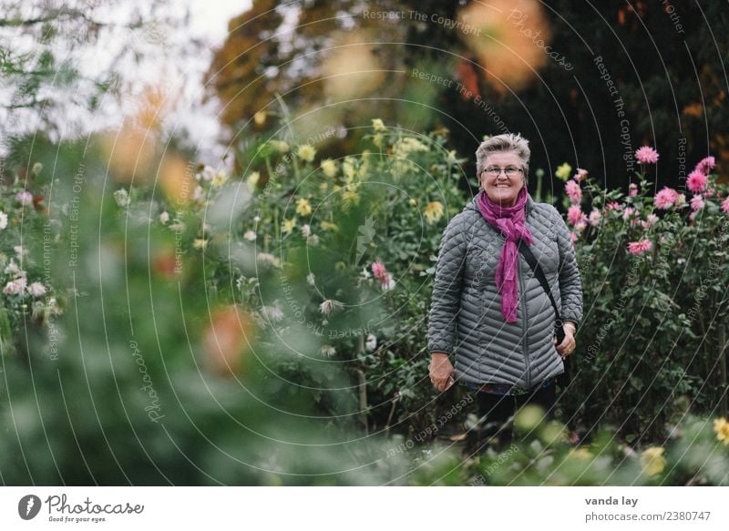 Fröhliche Rentnerin Mensch Frau Erwachsene Weiblicher Senior 1 45-60 Jahre 60 und älter Herbst Dahlien Garten Park Lächeln lachen Ferien & Urlaub & Reisen