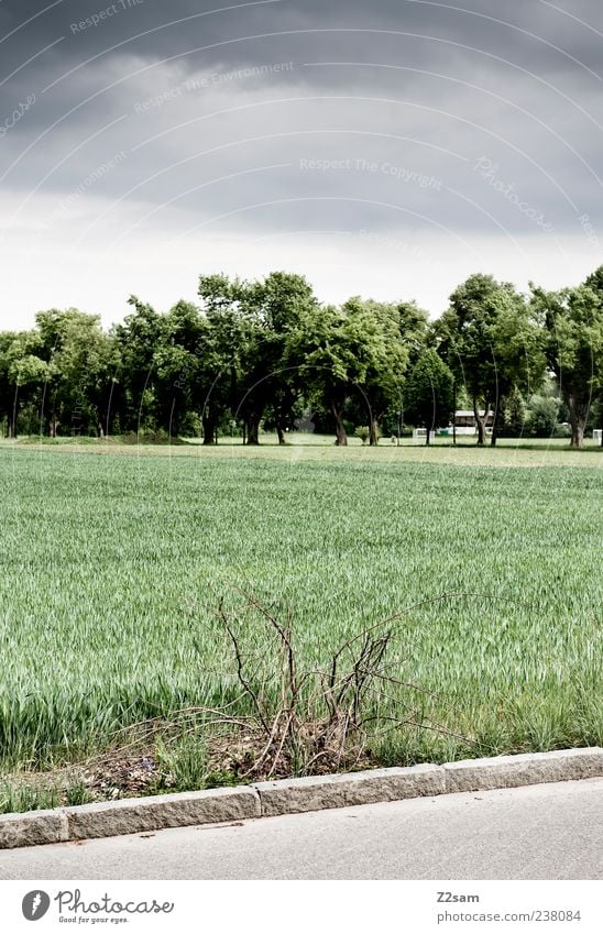 jetzt aber schnell heim Umwelt Natur Landschaft Himmel Gewitterwolken Sommer schlechtes Wetter Baum Gras Sträucher Feld Wald bedrohlich dunkel Endzeitstimmung