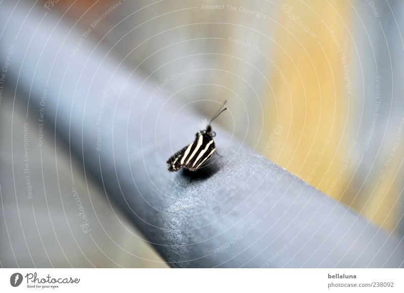 Fliegendes Zebra Natur Tier Wildtier Schmetterling Flügel 1 sitzen ästhetisch außergewöhnlich exotisch fantastisch einzigartig natürlich schön blau grau schwarz