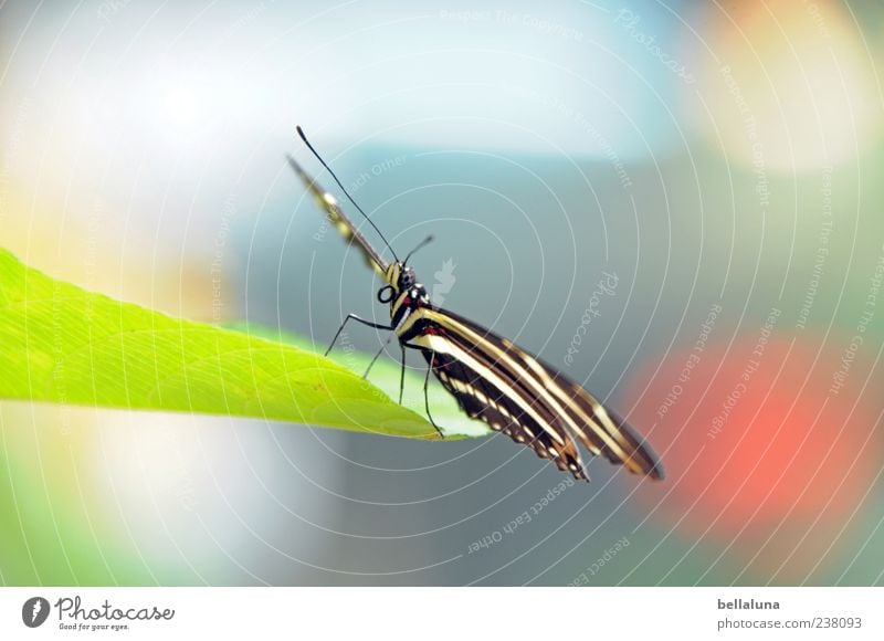 Schlagseite Umwelt Natur Blatt Grünpflanze Tier Wildtier Schmetterling Tiergesicht Flügel 1 sitzen ästhetisch außergewöhnlich exotisch fantastisch hell schön