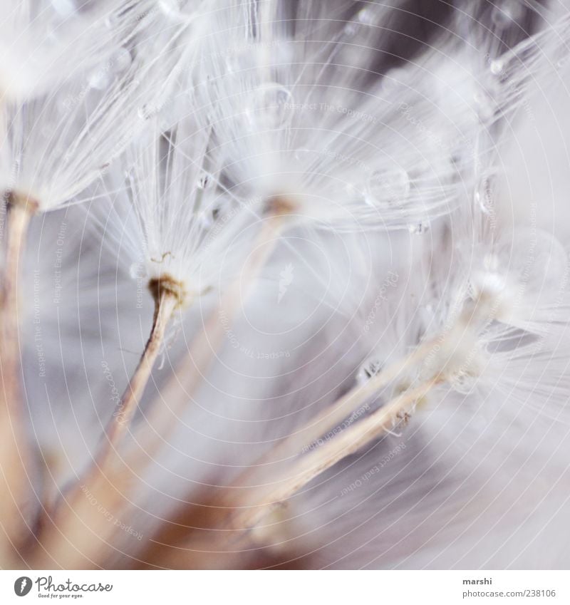 Federweißer Natur Pflanze weich Löwenzahn Wassertropfen Tropfen Samen Farbfoto Nahaufnahme Detailaufnahme Makroaufnahme Textfreiraum zart zierlich