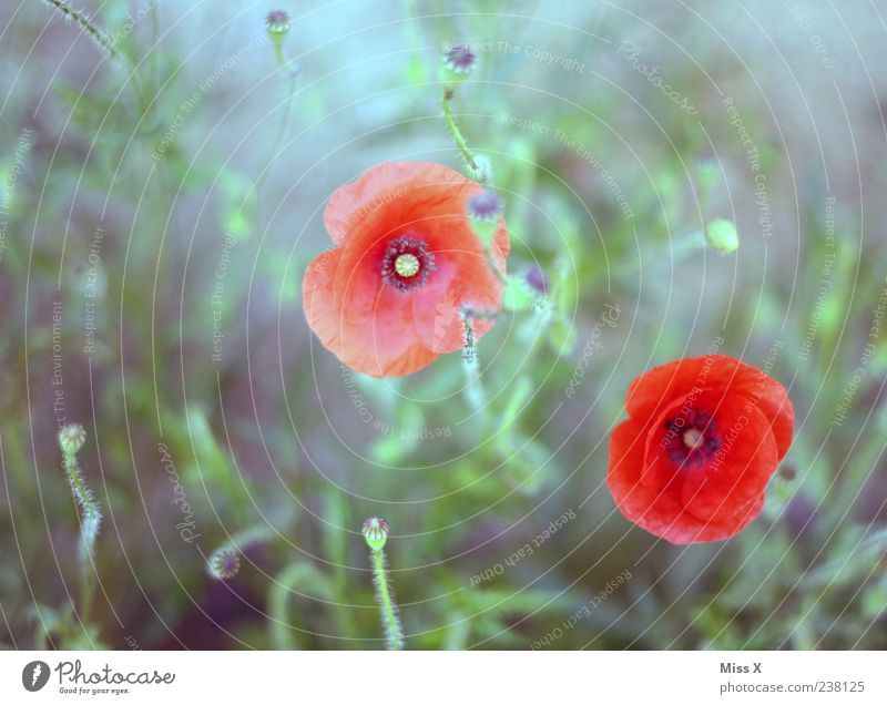 gemalt Pflanze Sommer Blatt Blüte Wildpflanze Blühend Wachstum rot Mohn Mohnblüte Mohnkapsel Farbfoto Außenaufnahme Menschenleer Schwache Tiefenschärfe