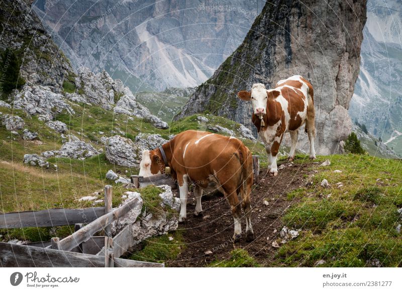 zwei Wohlgefühl Zufriedenheit Ferien & Urlaub & Reisen Ausflug Sommer Sommerurlaub Berge u. Gebirge wandern Natur Landschaft Wiese Hügel Felsen Alpen Dolomiten