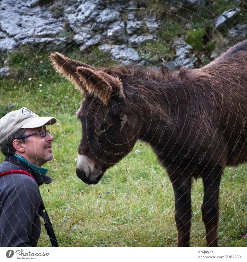 schau mir in die Augen Mann Erwachsene 1 Mensch Wiese Tier Nutztier Esel beobachten Freundlichkeit Fröhlichkeit Vertrauen Sympathie Freundschaft Tierliebe