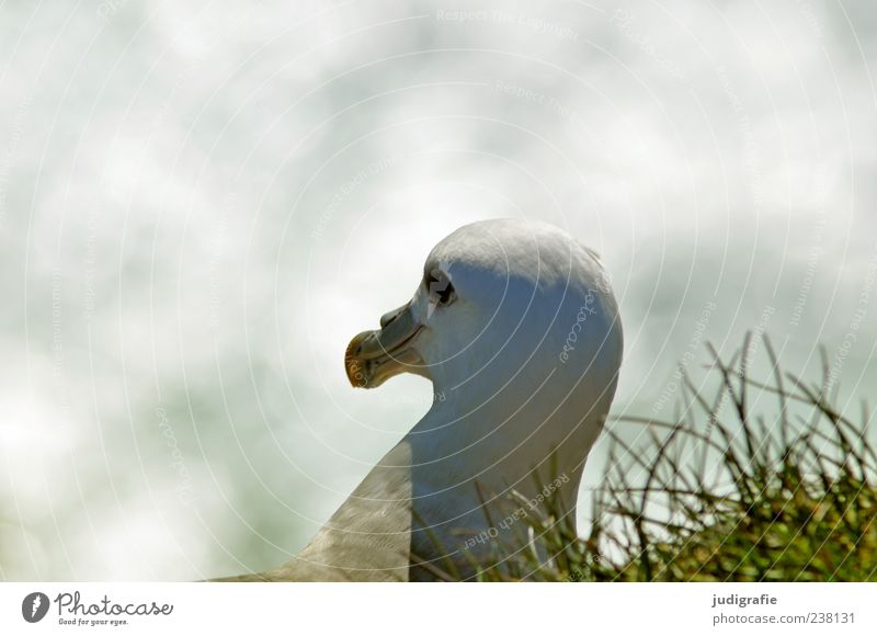 Island Umwelt Natur Tier Wildtier Vogel Eissturmvogel 1 natürlich schön Farbfoto Außenaufnahme Nahaufnahme Tag Licht Tierporträt Halbprofil Vogelkopf Schnabel