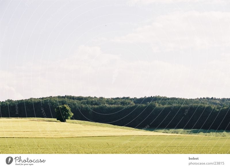 Landleben Feld Wald Baum Landwirtschaft Himmel