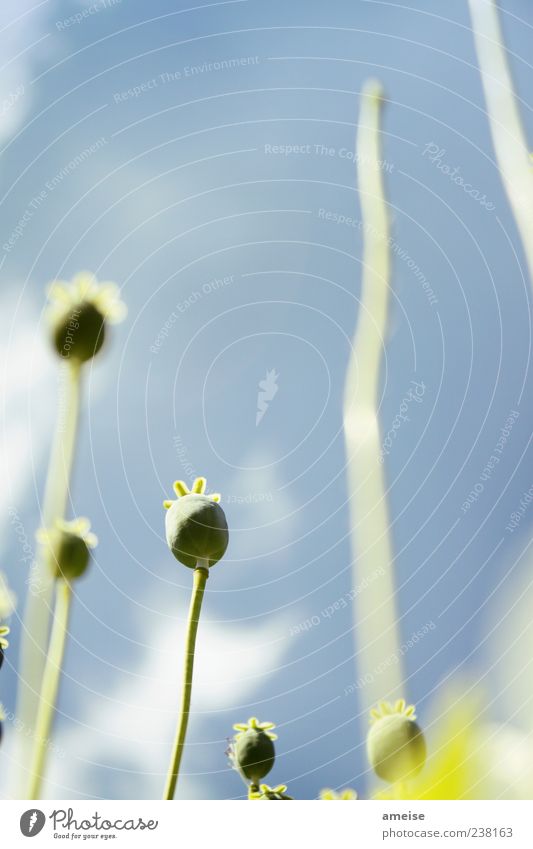 Ohne Titel Sommer Natur Pflanze Himmel Wolken Frühling Schönes Wetter Blume Blüte Blühend ästhetisch einfach Frühlingsgefühle schön Farbfoto Außenaufnahme