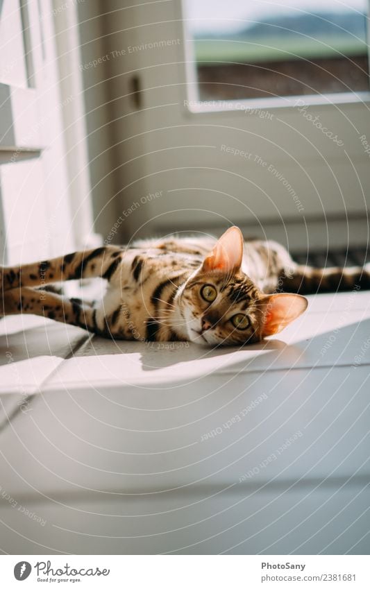 Hab dich im Blick Katze bengal Katze Bengalen Sonnenlicht zuhause