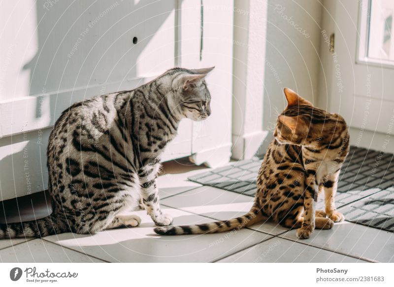 My two Bengals Tier Haustier Katze Hauskatze Bengalen 2 beobachten hell Wärme braun gold grau schwarz silber Fellfarbe Spielen Farbfoto Innenaufnahme