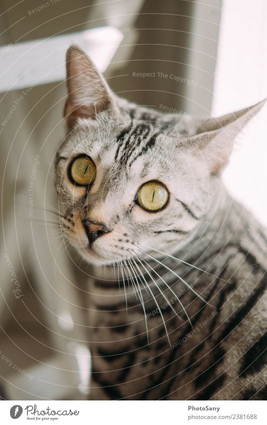 Silver Bengal Tier Haustier Katze Fell 1 grau schwarz weiß Fellfarbe Katzenauge Katzenkopf Katzenohr Bengalen Farbfoto Innenaufnahme Vogelperspektive