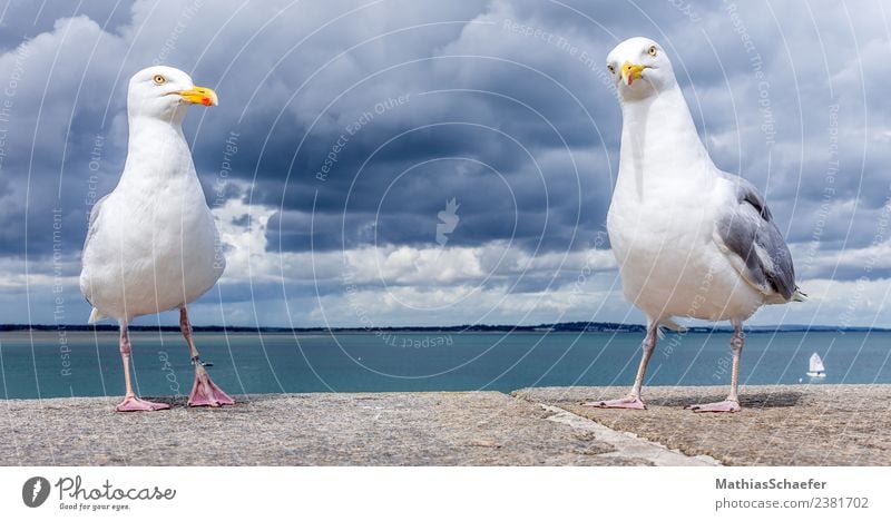 What's up man Meer Insel Tier Gewitter Wildtier Vogel Möwe 2 Neugier rebellisch blau gelb weiß Farbfoto Außenaufnahme Tag Kontrast Totale Blick