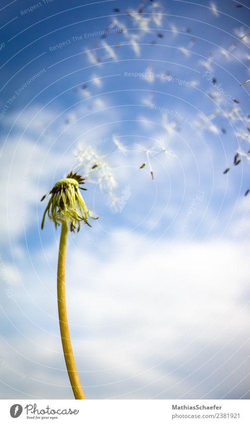 Blown away Garten Umwelt Natur Pflanze Himmel Wolken Sonne Frühling Sommer Gras Blüte Grünpflanze Wildpflanze Löwenzahn Wiese alt Bewegung Blühend fliegen Wärme