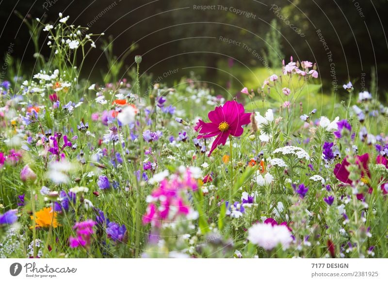 Blumentraum Umwelt Natur Pflanze Frühling Sommer Klima Klimawandel Wildpflanze Garten Wiese Feld Klimaschutz Kohlendioxid CO2-Ausstoß Farbenspiel Farbenwelt