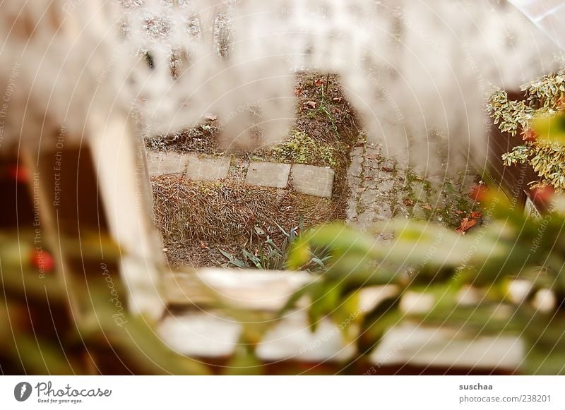 ausblick Topfpflanze Garten Fenster Gefühle Stimmung kalt Fensterblick Gardine Fensterrahmen Pflanze Gartenweg Farbfoto Menschenleer Unschärfe spionieren