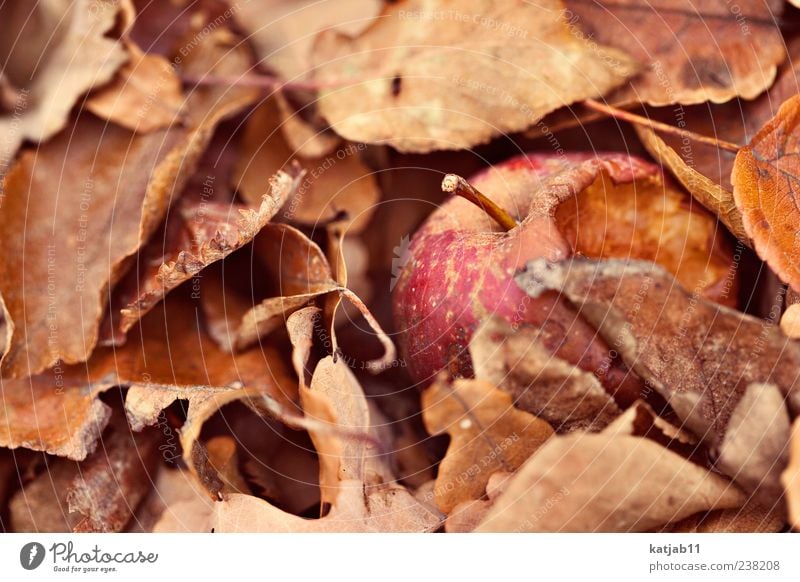 Apple Lebensmittel Frucht Apfel Natur Blatt alt saftig rot verdorben Vergänglichkeit Farbfoto Außenaufnahme Makroaufnahme Tag Herbst herbstlich Menschenleer