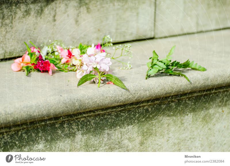 Hochzeit Feste & Feiern Valentinstag Taufe Pflanze Blatt Blüte exotisch Gefühle Glück Blütenknospen Blütenpflanze Blütenstiel Blütenblatt Mauer Sims Liebe