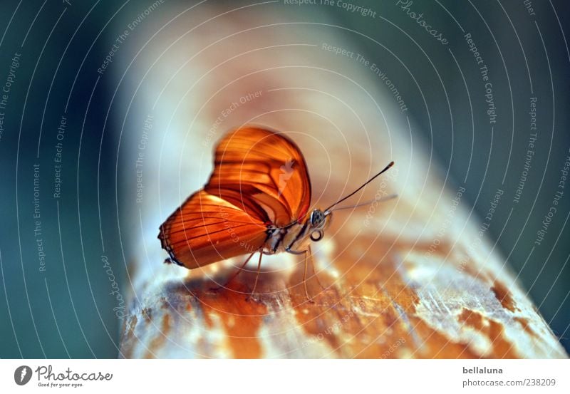 orange Natur Tier Sommer Schönes Wetter Wildtier Schmetterling Flügel 1 sitzen ästhetisch außergewöhnlich einfach elegant exotisch fantastisch frei schön