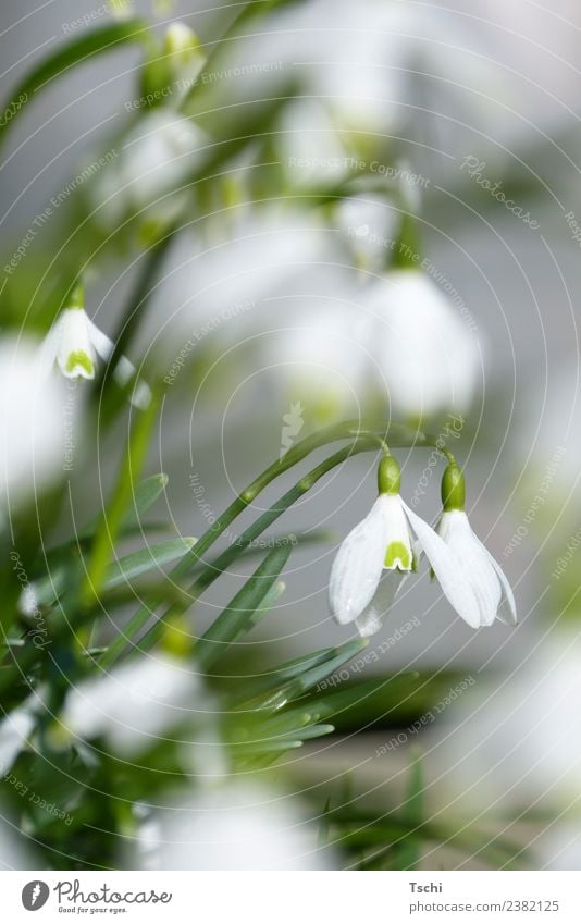 Schneeglöckchen - Widerstand in Blütenform Natur Pflanze Blume Blatt Winterblume Frühblüher Wildpflanze Garten Wiese Zeichen Neuanfang Hoffnung zartes Grün