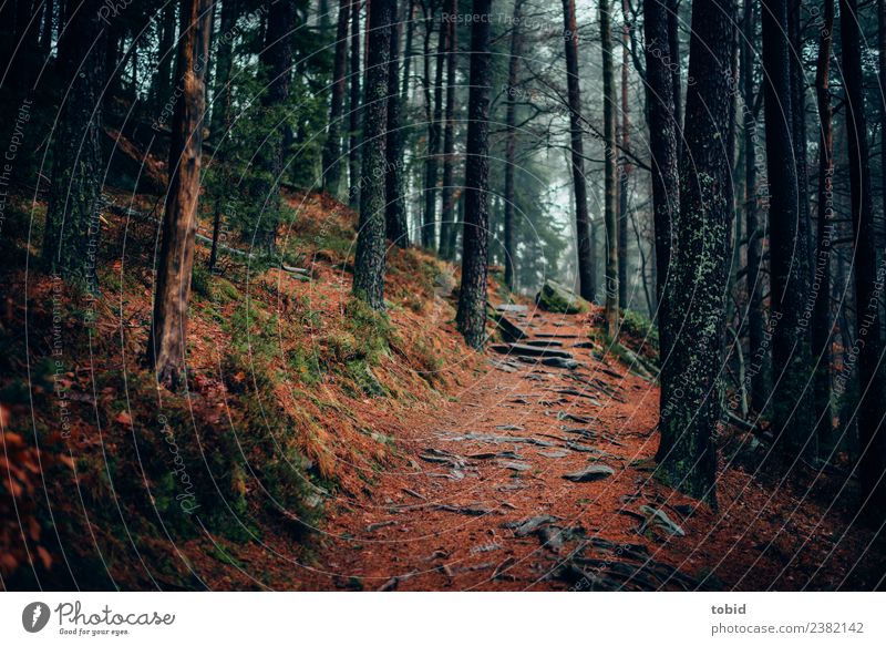 Waldweg Natur Landschaft Pflanze Urelemente schlechtes Wetter Nebel Baum Gras Sträucher Moos Hügel Felsen bedrohlich dunkel Einsamkeit einzigartig Wege & Pfade