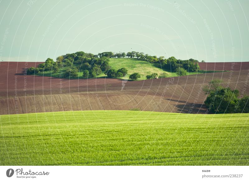 Oase Insel Landwirtschaft Forstwirtschaft Umwelt Natur Landschaft Urelemente Erde Himmel Wolkenloser Himmel Horizont Sommer Klima Schönes Wetter Baum Gras