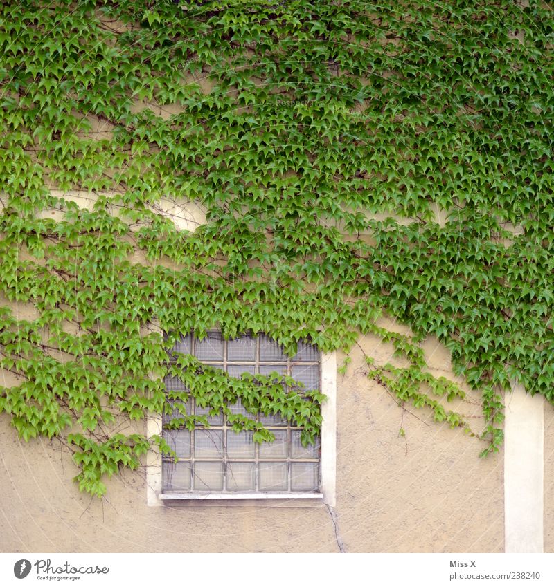 Efeu Pflanze Sträucher Blatt Haus Mauer Wand Fenster Wachstum grün Ranke Farbfoto Außenaufnahme Muster Textfreiraum oben Fassade Glasbaustein Menschenleer