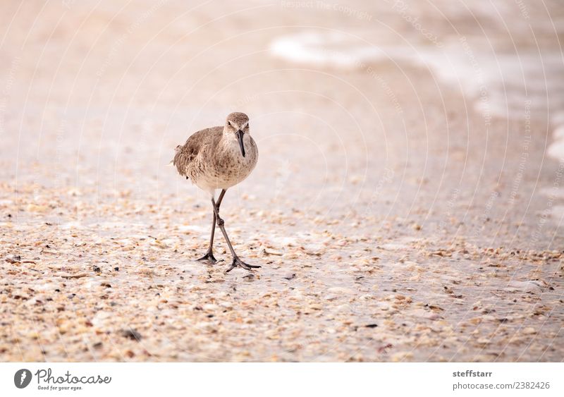 Bekassine Landvogel Gallinago Gallinago gallinago Meer Wellen Küste Tier Wildtier Vogel 1 braun Bekannte Bekassine Schnepfe Gallinago Gallinago Gallinago