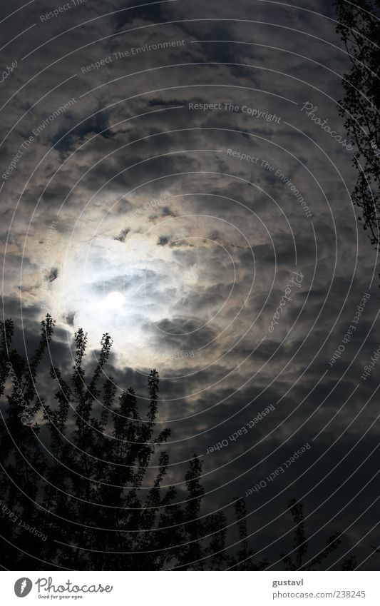 Bedeckt Umwelt Natur Luft Himmel Sonne Sommer Wetter Pflanze Baum ästhetisch hell schön Schwarzweißfoto Außenaufnahme Menschenleer Tag Licht Gegenlicht