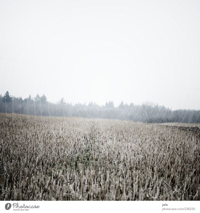 feld Natur Landschaft Pflanze Himmel Winter schlechtes Wetter Nebel Baum Gras Feld Wald kalt trist Farbfoto Gedeckte Farben Außenaufnahme Menschenleer