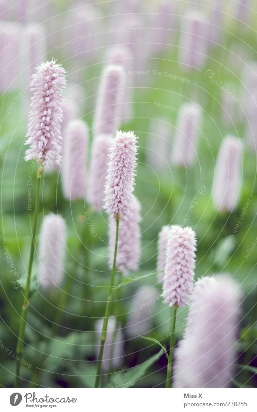 flauschig Pflanze Frühling Blume Blatt Blüte Wiese Blühend Duft Wachstum rosa Farbfoto Außenaufnahme Nahaufnahme zierlich zart Blumenwiese viele Menschenleer