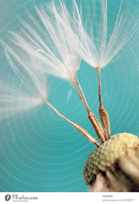 drei Fächer Natur Pflanze weich türkis Löwenzahn 3 Samen Makroaufnahme Detailaufnahme Nahaufnahme Farbfoto Pollen Textfreiraum oben Textfreiraum links