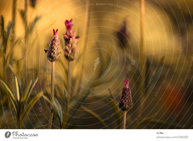 Schöne Pfingsten Umwelt Natur Pflanze Sträucher Blatt Blüte Lavendel Garten Blühend Duft Wachstum schön gelb grün violett Farbfoto Gedeckte Farben Außenaufnahme