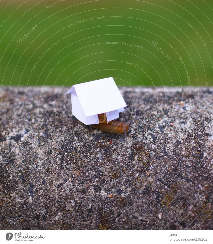 Eigenheim Haus Einfamilienhaus Traumhaus Bauwerk Gebäude Tier Nutztier Schnecke 1 bauen Häusliches Leben Umzug (Wohnungswechsel) Farbfoto Außenaufnahme