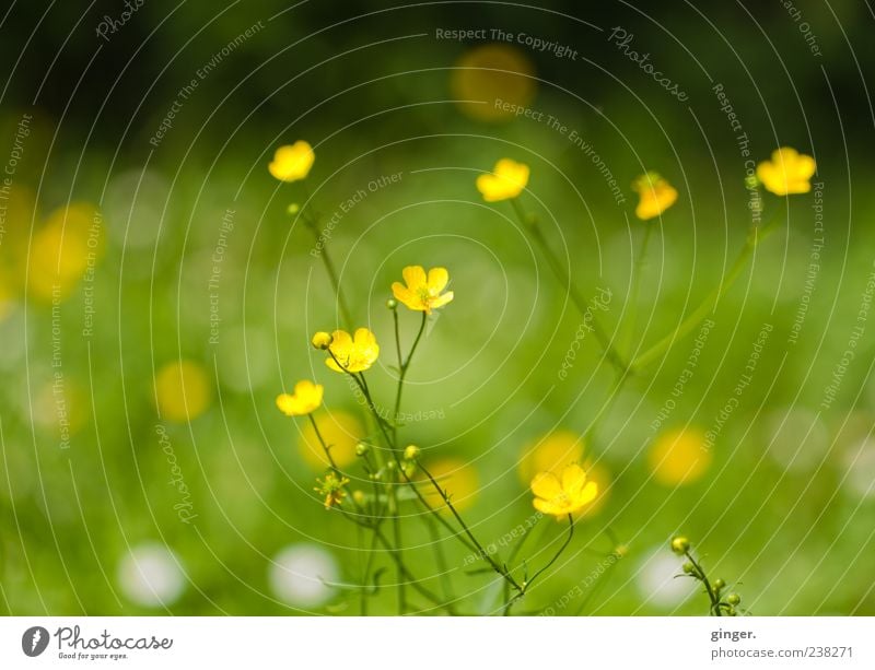 Sommerwiese Umwelt Natur Pflanze Schönes Wetter Blume Gras Wildpflanze Garten Wiese glänzend verblüht Wachstum gelb grün weiß dreifarbig Sumpf-Dotterblumen