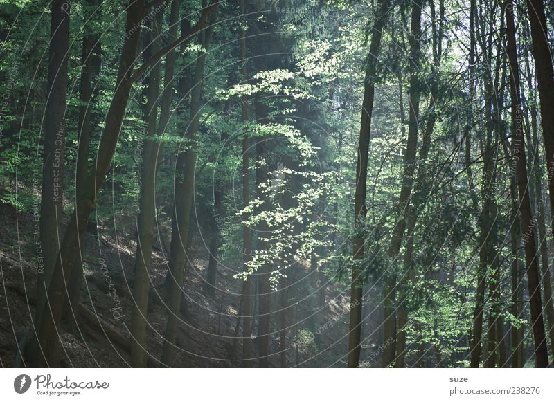 Waldlicht Landwirtschaft Forstwirtschaft Umwelt Natur Landschaft Erde Klima Baum Baumstamm Waldboden Blatt authentisch natürlich schön braun grün Gefühle