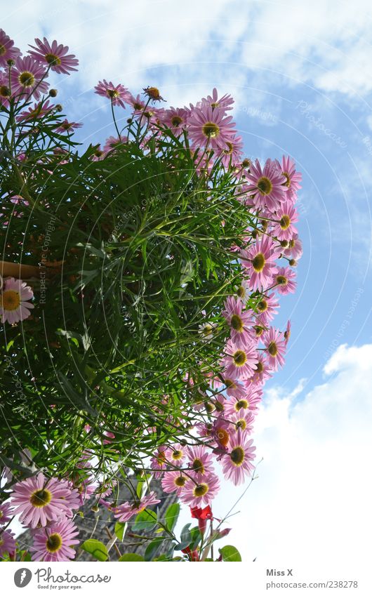 Blümchen Himmel Frühling Sommer Pflanze Blume Blatt Blüte Garten Blühend Duft Wachstum blau rosa Farbfoto mehrfarbig Außenaufnahme Menschenleer