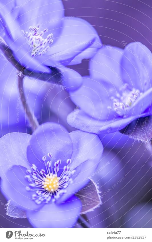 Leberblümchen harmonisch Sinnesorgane Erholung ruhig Duft Valentinstag Muttertag Natur Pflanze Frühling Blume Blüte Botanik Garten Blühend ästhetisch Design