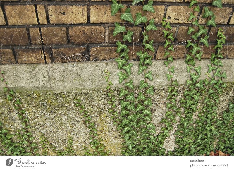 ränkespiele .. Gebäude Mauer Wand Stein Beton grün Wachstum Efeu Farbfoto Gedeckte Farben Außenaufnahme Menschenleer Ranke Kletterpflanzen Backsteinwand Fassade