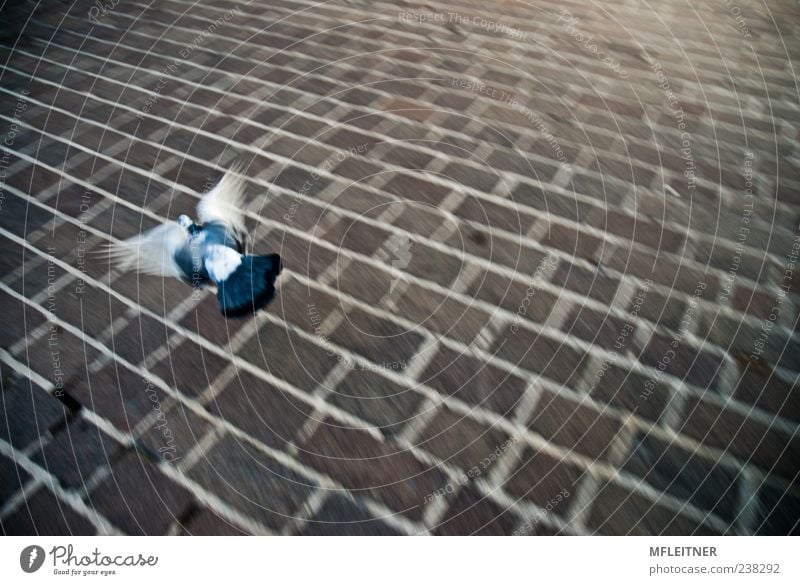 dove Kunst Wildtier Taube 1 Tier Stein fliegen ästhetisch blau braun grau weiß Kraft Willensstärke Gedeckte Farben Außenaufnahme Experiment abstrakt