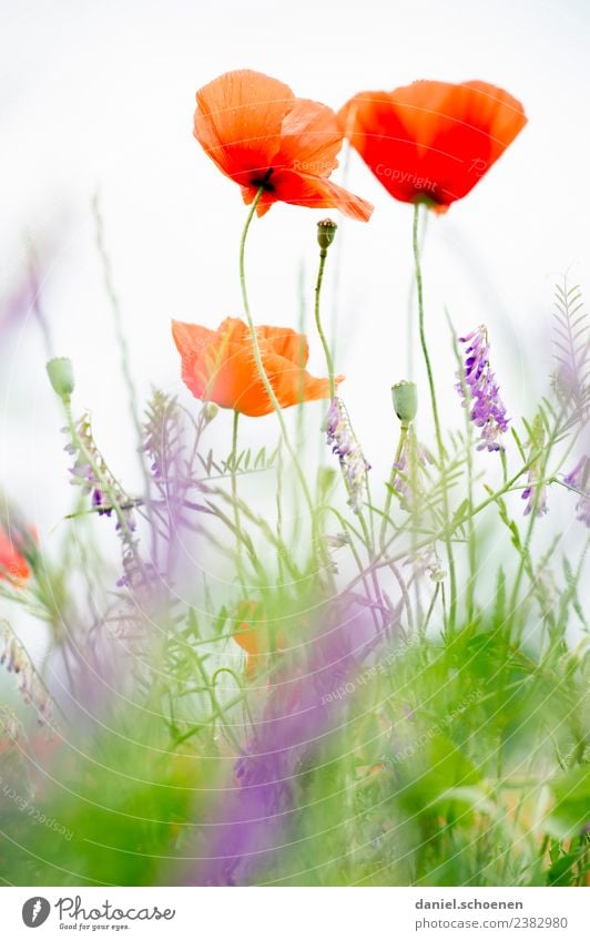 Mohn Natur Pflanze Sommer Blume Wiese Freundlichkeit frisch hell grün rot weiß Mohnblüte Farbfoto mehrfarbig Makroaufnahme Menschenleer Textfreiraum unten