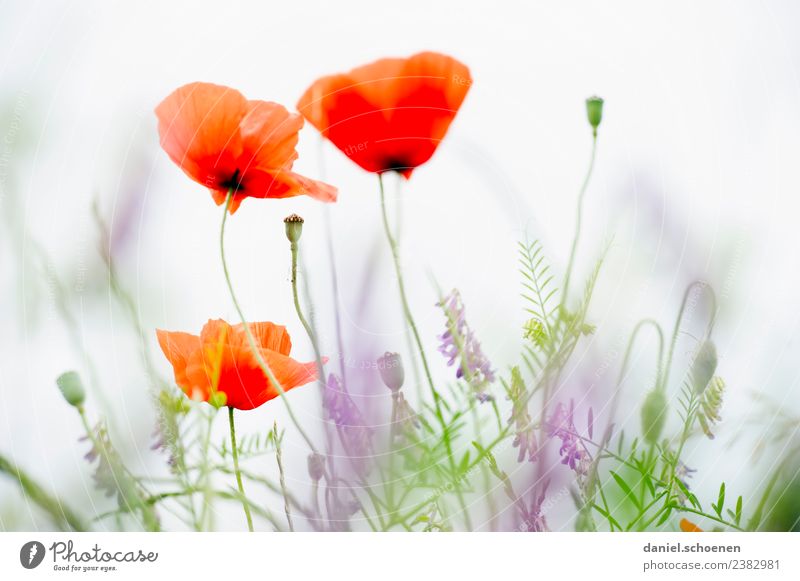 heller Sommer Natur Pflanze Blume Freundlichkeit grün rot weiß Mohn Mohnblüte mehrfarbig Menschenleer Textfreiraum rechts High Key