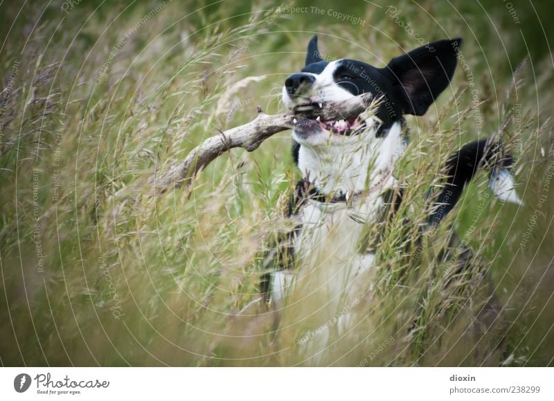 Grashüpfer Umwelt Natur Landschaft Pflanze Stock Ast Wiese Hund Tiergesicht Fell 1 laufen rennen Spielen springen Fröhlichkeit natürlich wild Freude Farbfoto