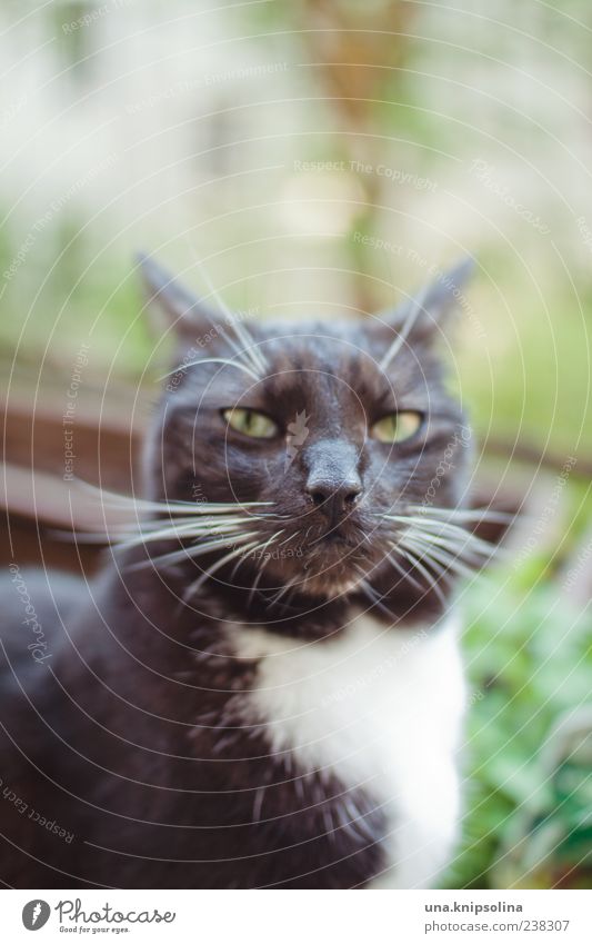 you talking to me? Tier Haustier Katze 1 beobachten Aggression frech kalt verrückt Wut schwarz Gefühle Schnurrhaar Sonnenlicht Textfreiraum oben Hauskatze