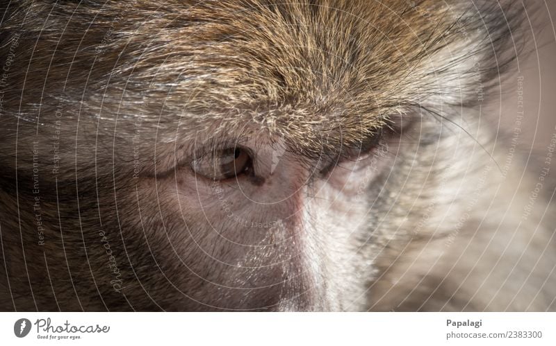 Watching you... Tier Wildtier Tiergesicht Fell Affen 1 beobachten Blick ästhetisch natürlich Willensstärke Mut Vertrauen loyal Freundschaft Tierliebe schön